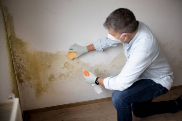 Best Water Damage & Mold Remediation  in Tunnel Hill, GA