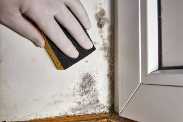 Best Asbestos and Lead Testing During Mold Inspection  in Tunnel Hill, GA
